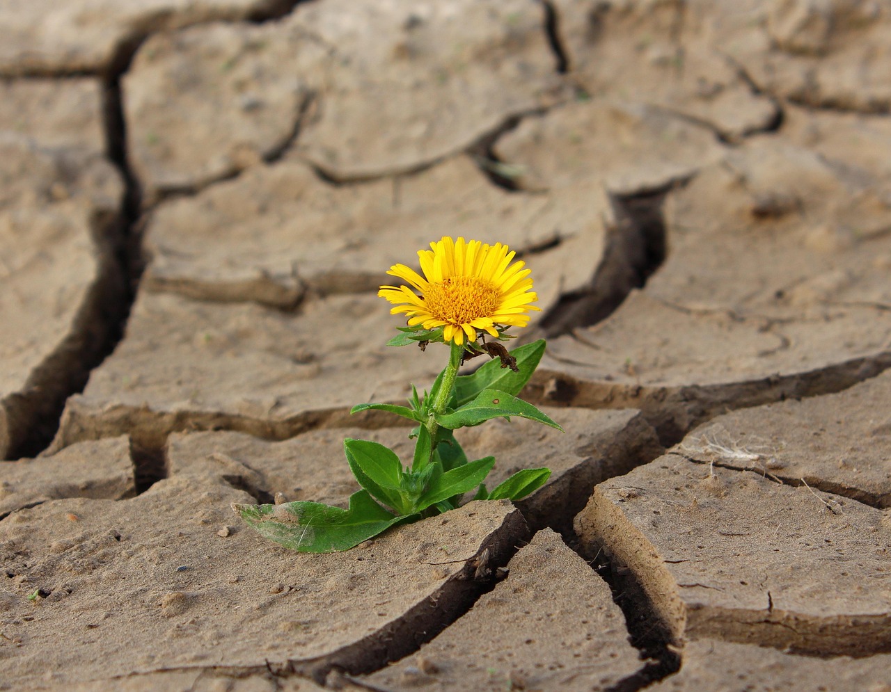 discover the true meaning of resilience, its importance in overcoming challenges, and practical ways to develop a resilient mindset for personal and professional growth.
