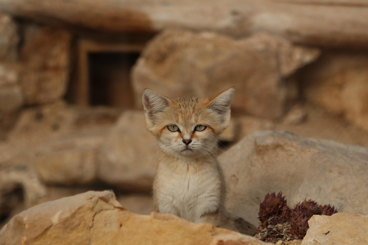 discover the meaning and importance of adaptation in various fields, including biology, literature, and technology. learn how adaptation enables survival and innovation.