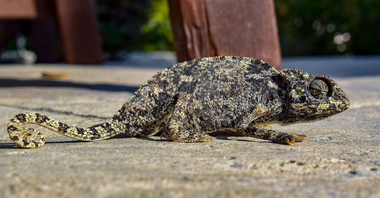 discover the meaning and importance of adaptation, exploring how organisms, individuals, and organizations adjust to changes in their environment to thrive and survive.