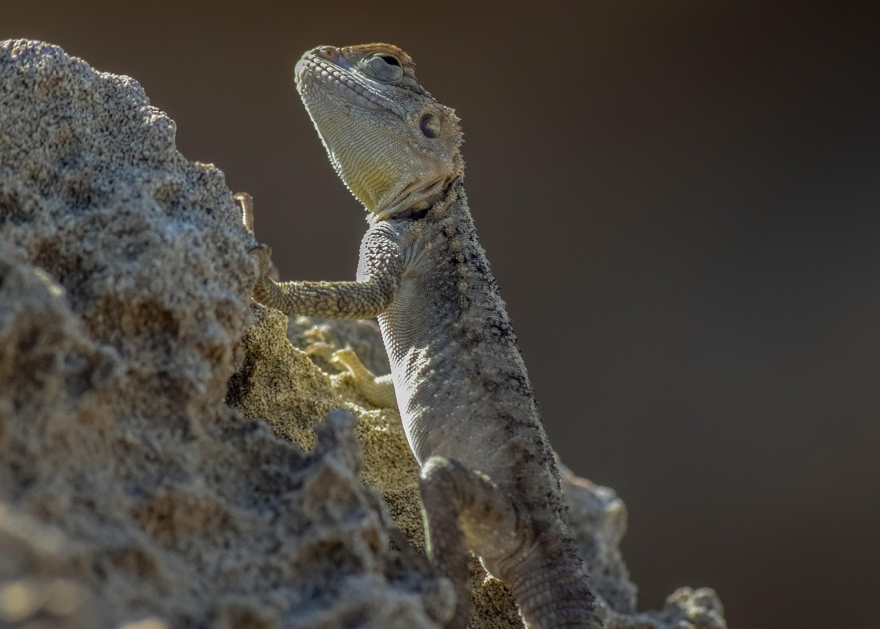 discover the meaning and significance of adaptation in various contexts, from biology and environment to literature and technology. learn how adaptation shapes survival, innovation, and progress.
