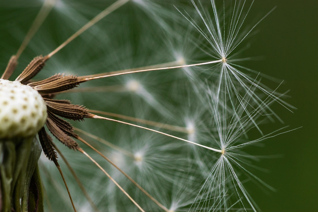 learn everything about seed funding: what it is, how it works, key benefits, and tips for startups seeking early-stage investment to fuel their growth.